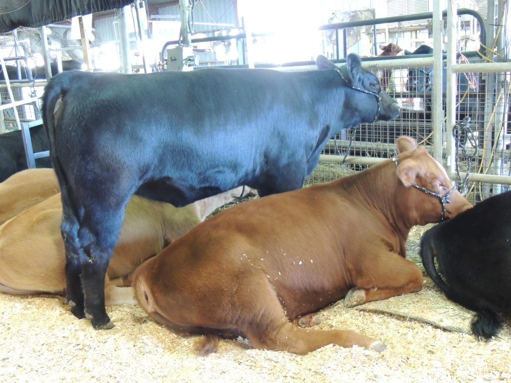 Beef Cattle 1 beef cattle