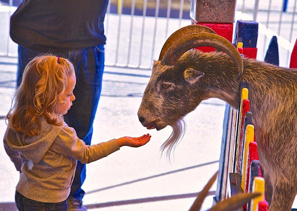 commerford petting zoo