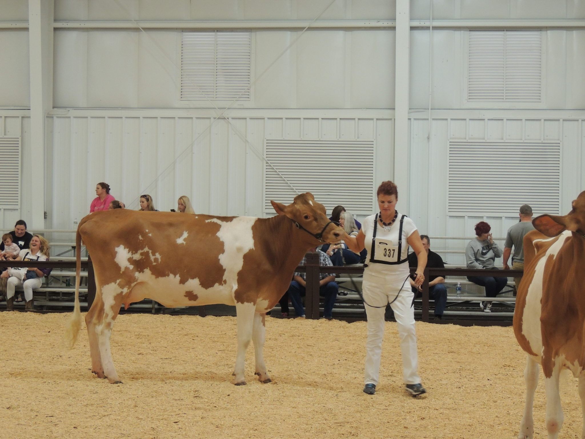 Dairy Cattle South Carolina State Fair