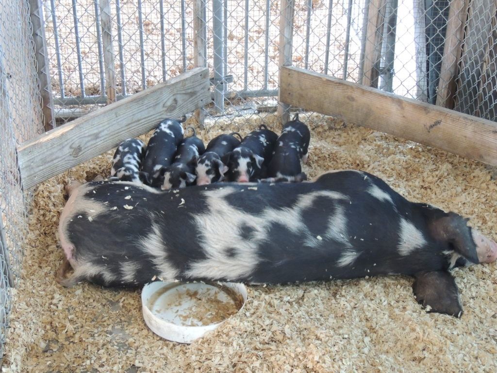 sow piglets