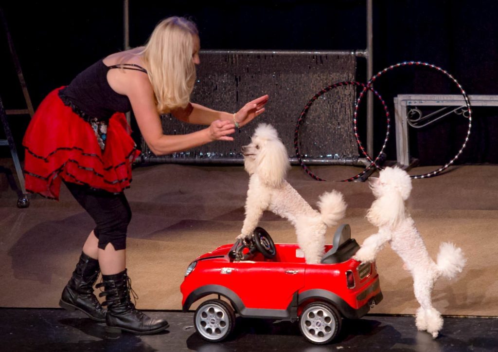 Roving Entertainment 5 Michelles Magical Poodles