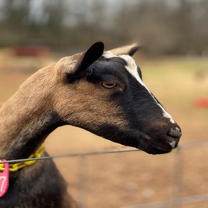 Dairy Goat 1 dairy goat 1