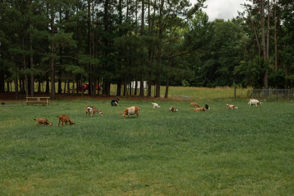 Goats graze and rest in the lush front yard of Granny Creek Homestead