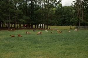 Our Stories 22 Goats graze and rest in the lush front yard of Granny Creek Homestead