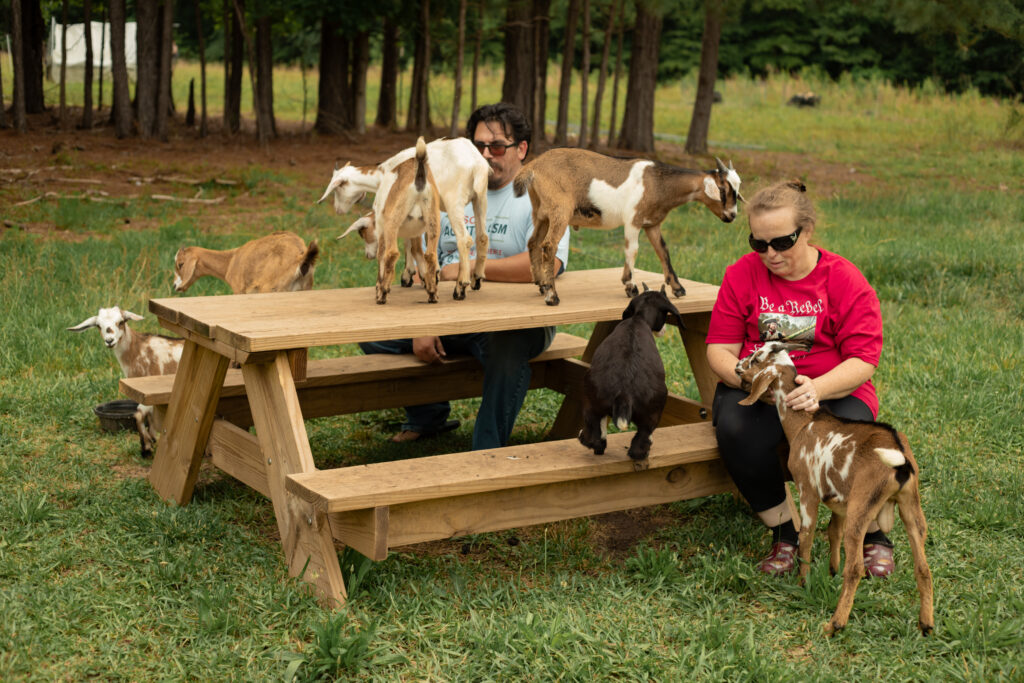 The Reeds pet the goats as they climb on a picnic table in the front yard.