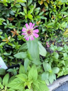 Grow With Us 2 Cut Flower 7 25 2025