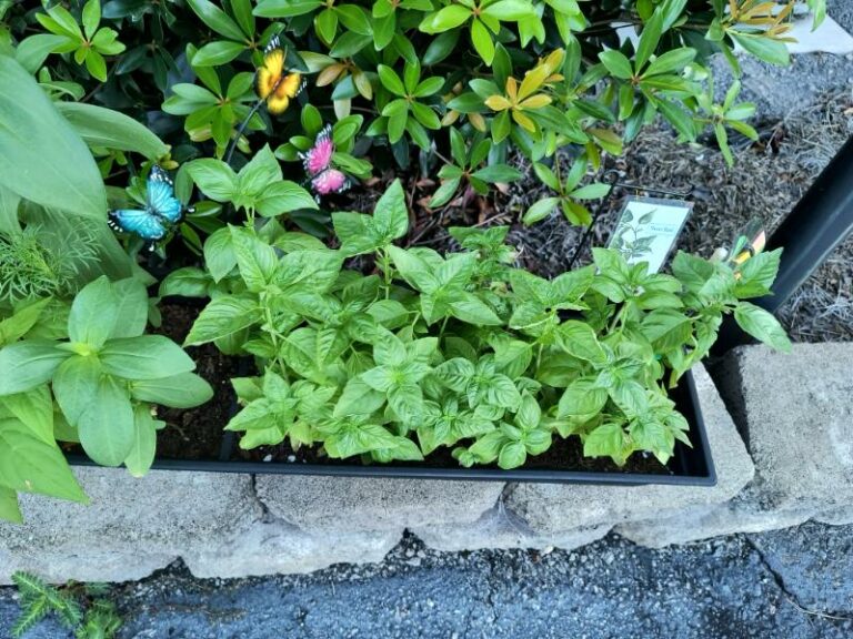 Grow With Us 4 Sweet Basil 7 25 2025
