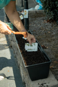 Grow With Us 3 scsf harvest by indigo editorial 2578