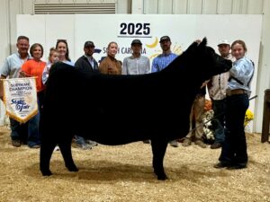 Beef Cattle Results 2 Bolt Supreme Champion Female