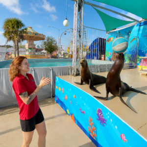 Sea Lion 2