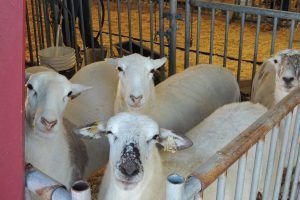 Dairy Goat Dairy Goat