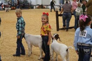 Market Goat Market Goat