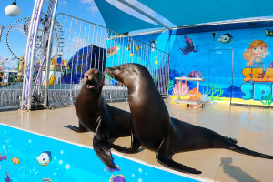 Sea Lion 3