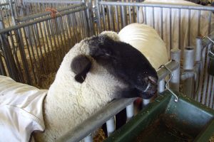 Sheep Sheep