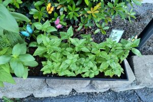 Sweet Basil 7 25 2025