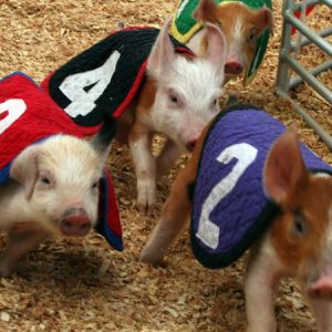 SwiftySwine_750x450