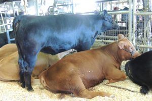 beef-cattle beef-cattle