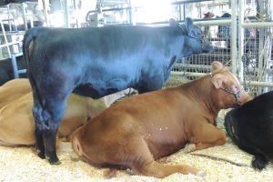 beef-cattle beef-cattle