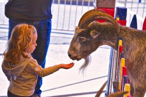 commerford-petting-zoo