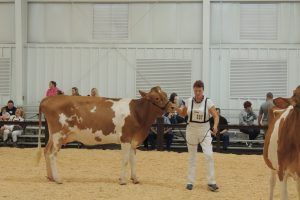 dairy-cattle dairy-cattle