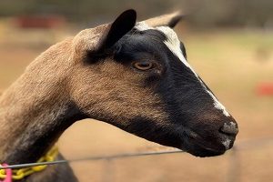 dairy goat dairy goat