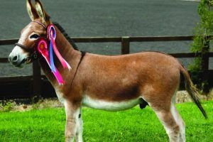 donkey_mule donkey_mule