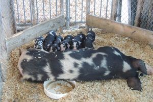 sow-piglets sow-piglets
