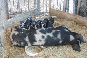 sow-piglets sow-piglets
