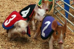 swiftyswine swiftyswine